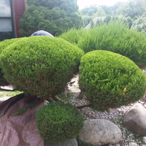 shrub trimming